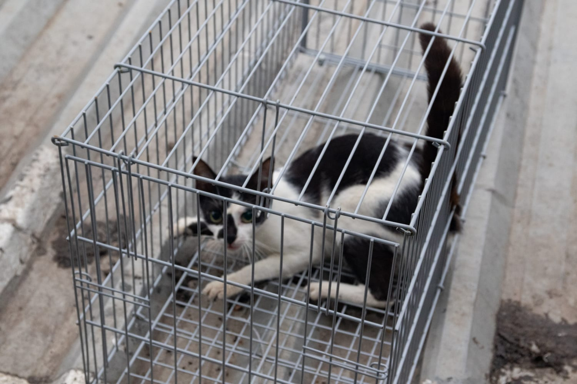 Fungos podem causar transtornos para gatos 