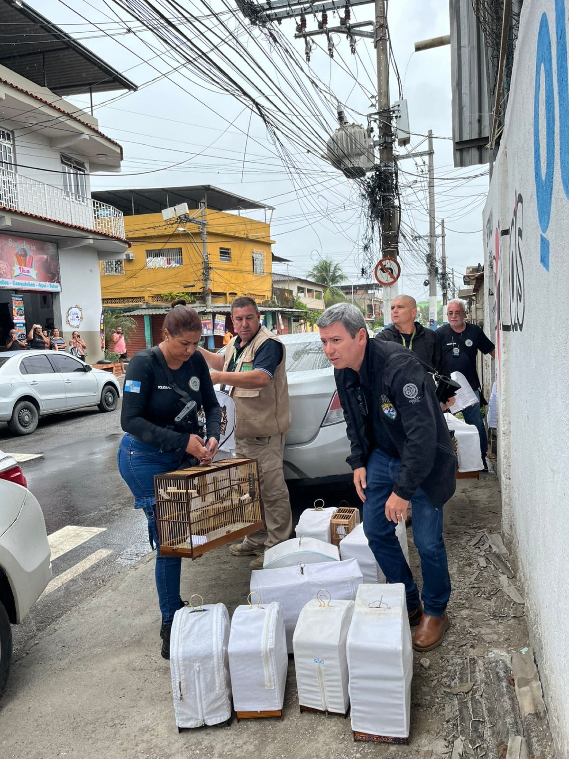 Cerca de 80 aves foram encaminhadas para o Centro de Triagem de Animais Silvestres (Cetas) - Divulga&ccedil;&atilde;o