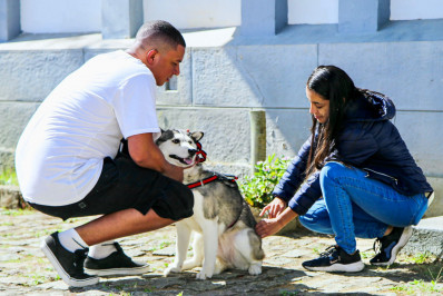 Petrópolis terá mais uma etapa de vacinação antirrábica neste sábado