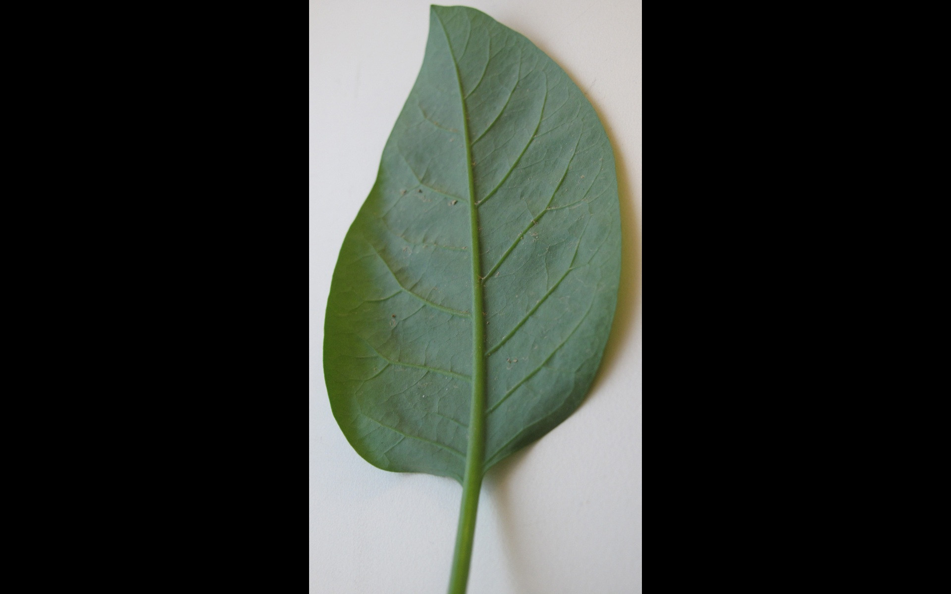 Planta t&oacute;xica Nicotiana Glauca foi confundida com couve