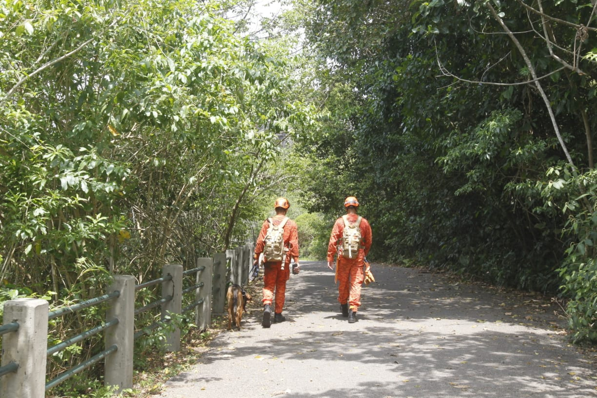 Corpo de Bombeiros busca por idoso que desapareceu na trilha do Pão de Açúcar - Reginaldo Pimenta / Agência O Dia
