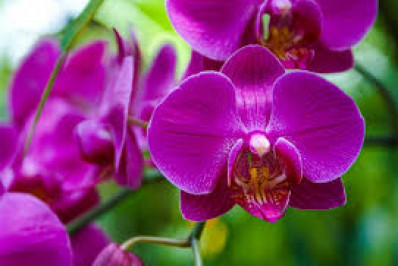 39ª Exposição de Orquídeas de Niterói reúne apaixonados pela natureza em Charitas