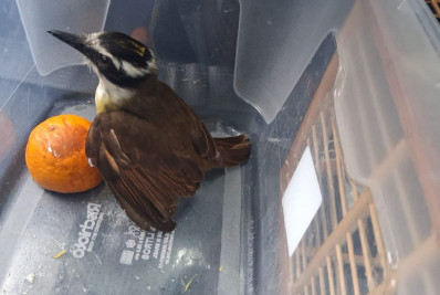 ASAS realiza soltura de mais seis animais silvestres no final de semana