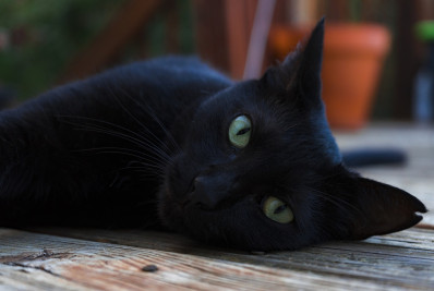 Cidade espanhola proíbe adoção de gatos pretos no Halloween para evitar rituais e maus-tratos