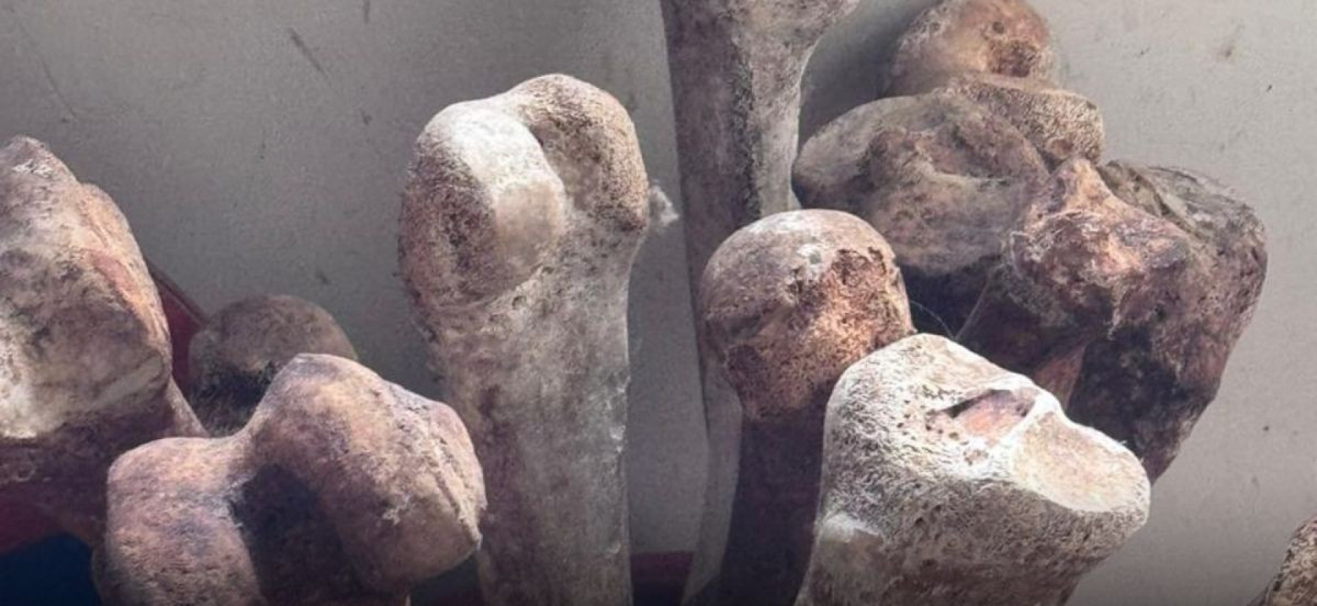 Crânios e ossos humanos estavam em apartamento cujo proprietário morreu - Divulgação / PMSP