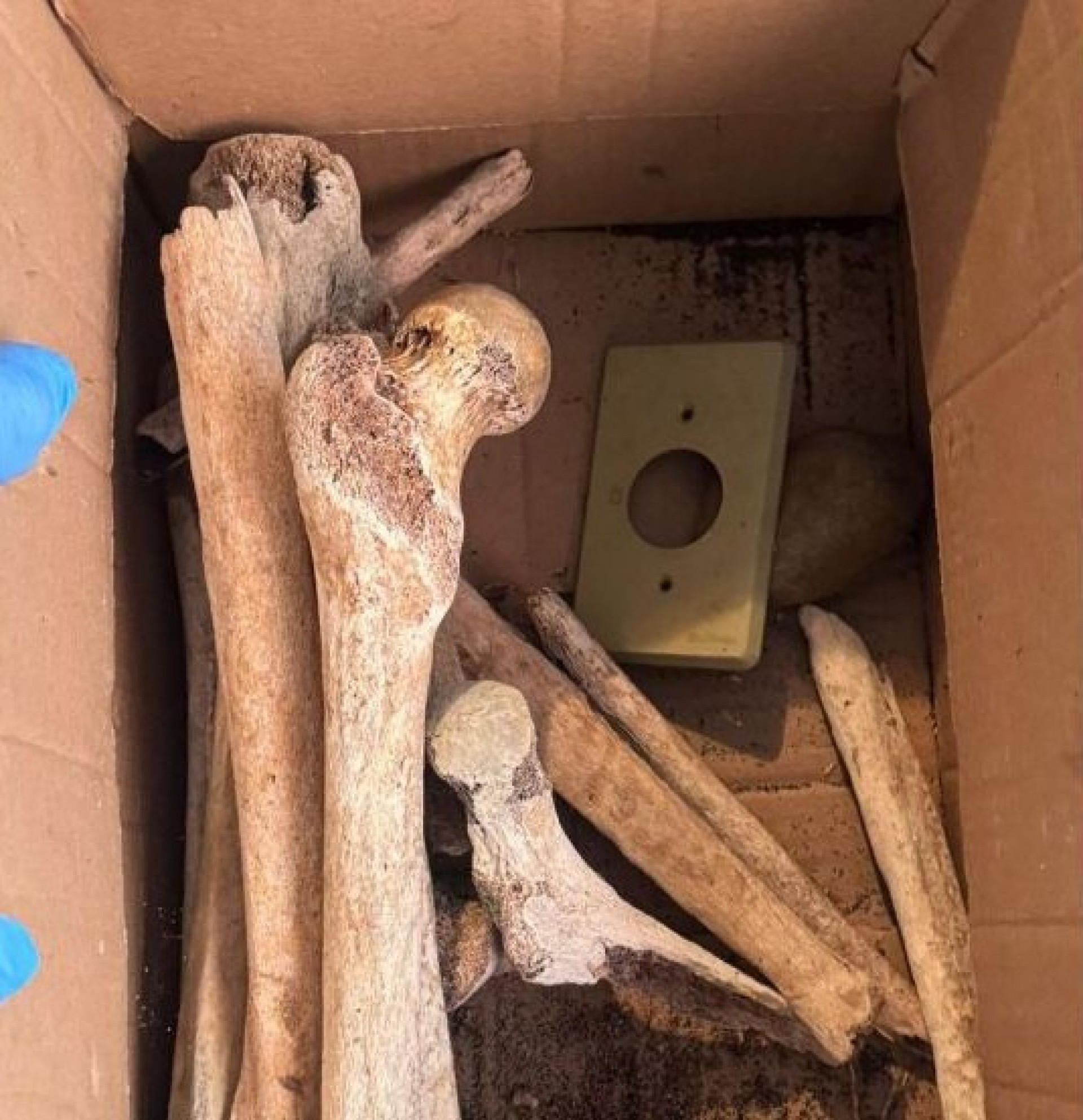 Crânios e ossos humanos estavam em apartamento cujo proprietário morreu - Divulgação / PMSP