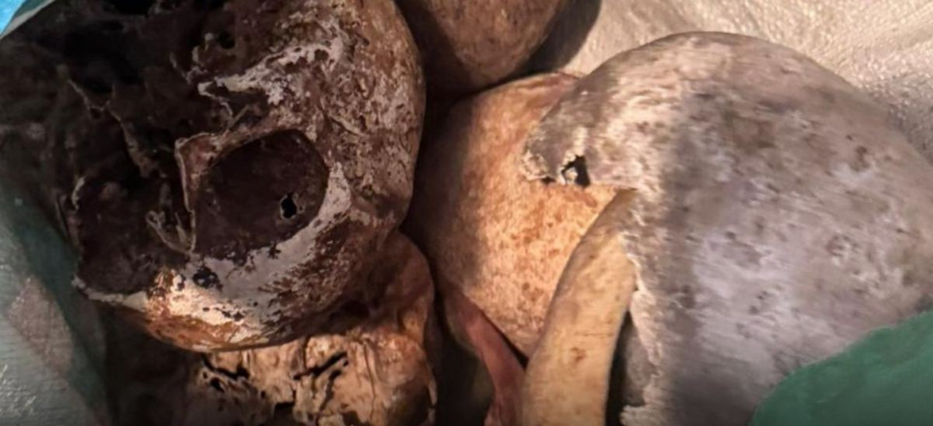 Crânios e ossos humanos estavam em apartamento cujo proprietário morreu - Divulgação / PMSP