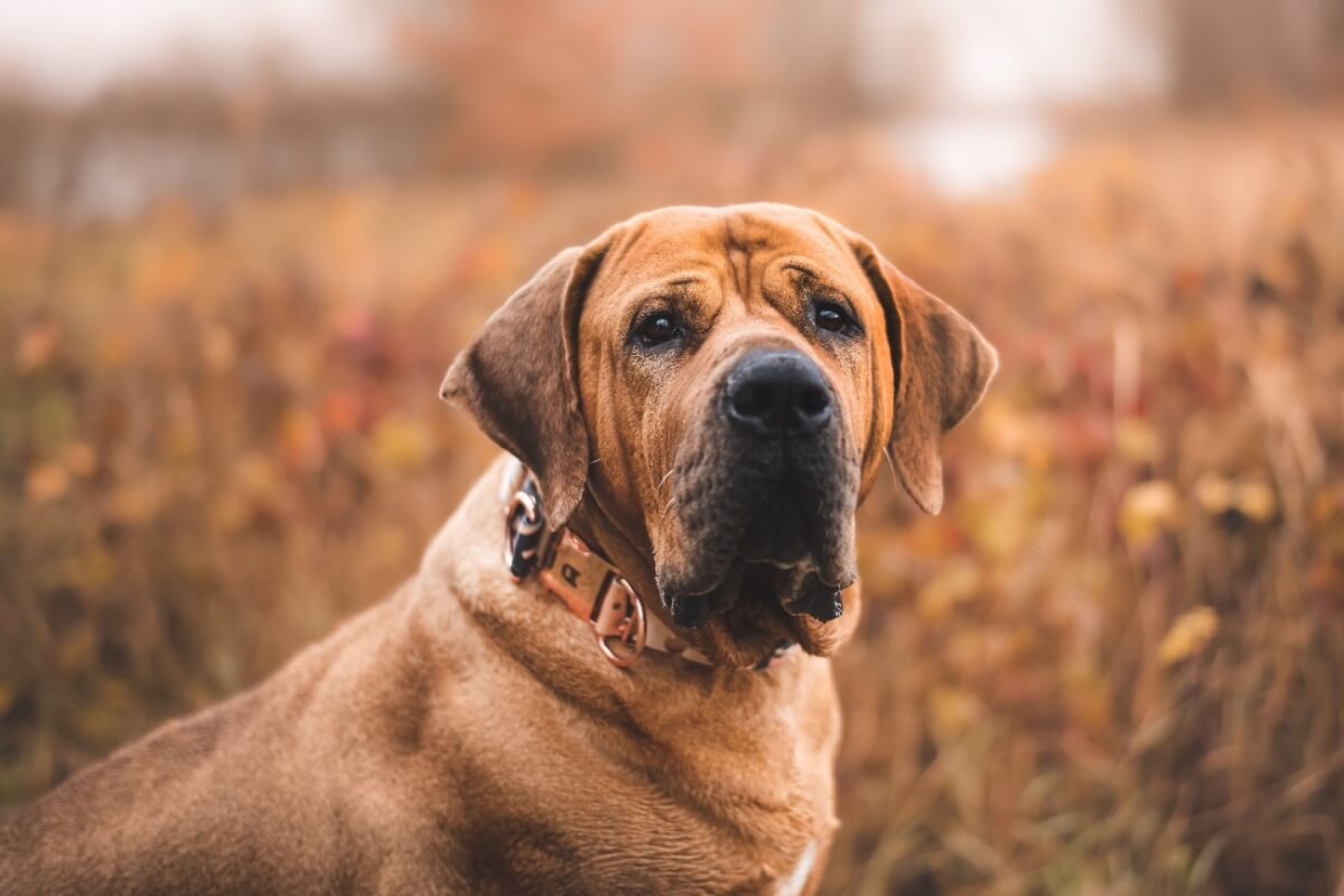 O tosa inu &eacute; um cachorro de grande porte, com estrutura forte e musculatura robusta (Imagem: michaela.bilovska | Shutterstock)
