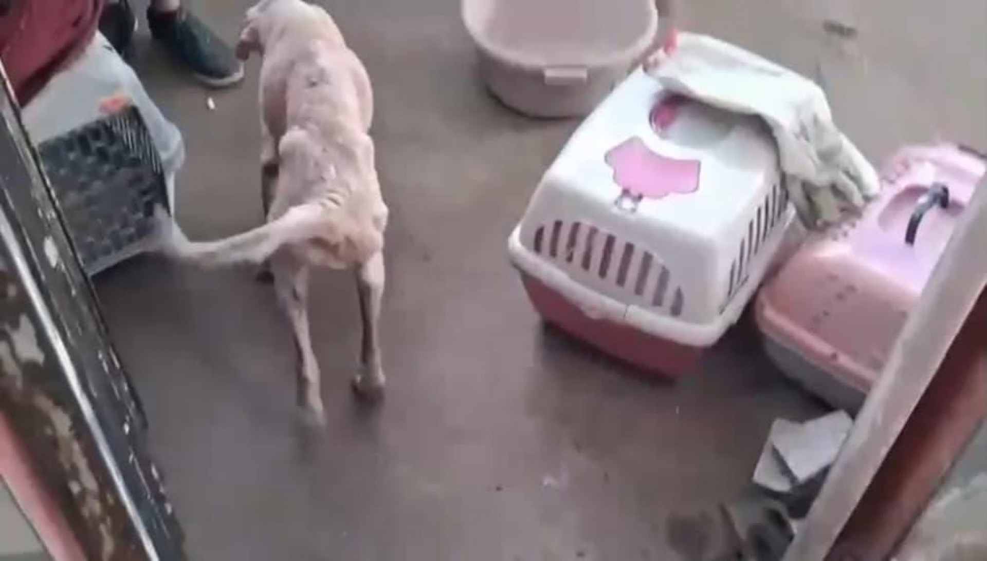 Na ação, dois cachorros foram resgatados - Reprodução