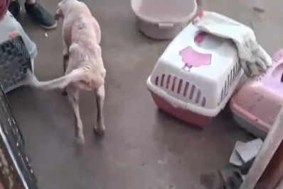 Casal é preso por maus-tratos de gatos e cachorros mantidos em casa insalubre na Zona Norte