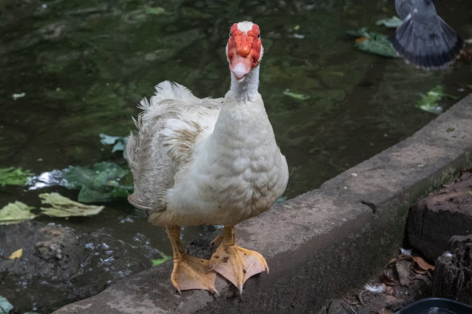 Patos e ganso retornaram ao lago do Parque Guinle - Érica Martin / Agência O Dia