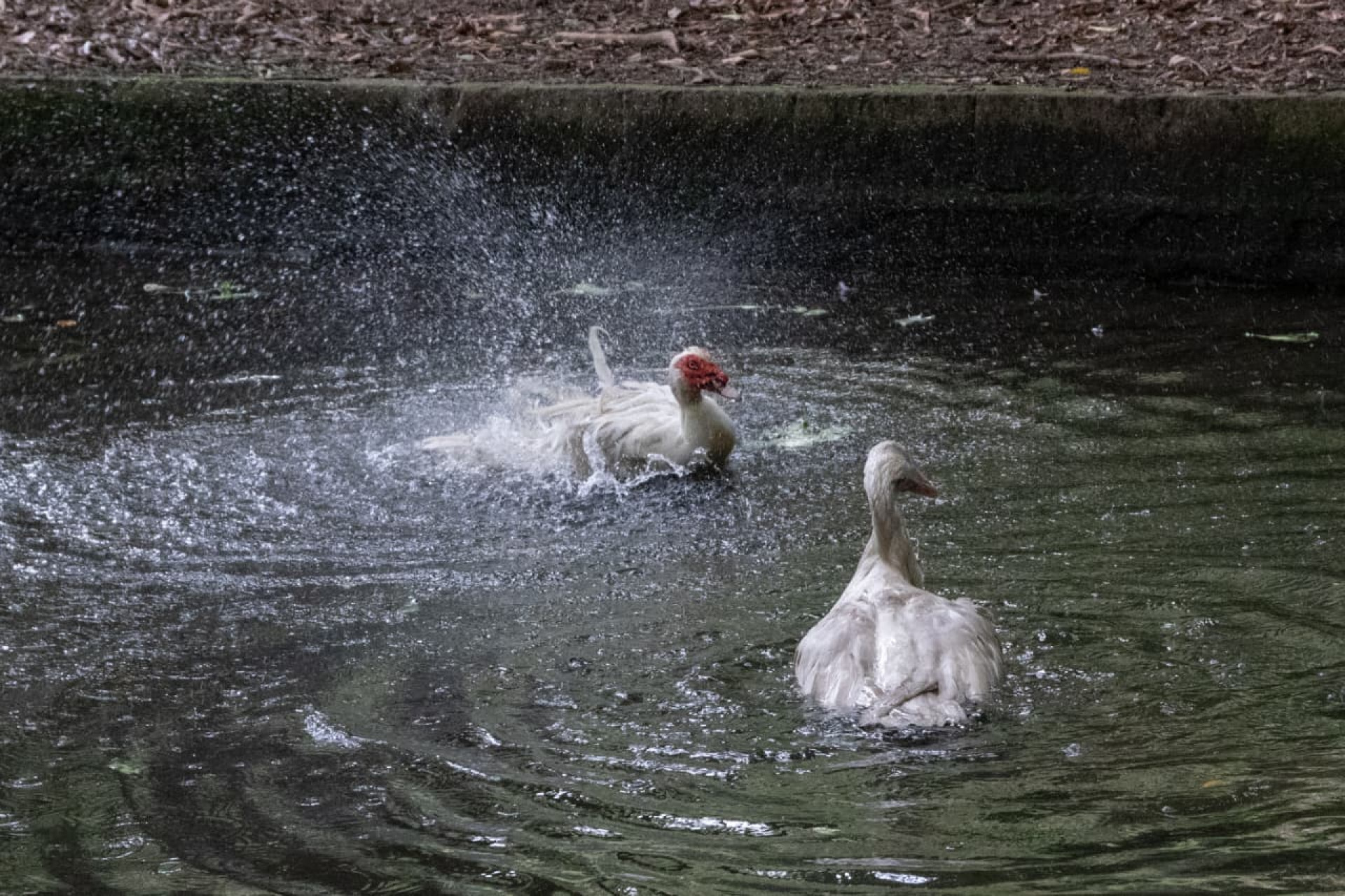 Eles fazem parte de um grupo de nove aves que haviam sido levadas por ladrões
 - Érica Martin / Agência O Dia