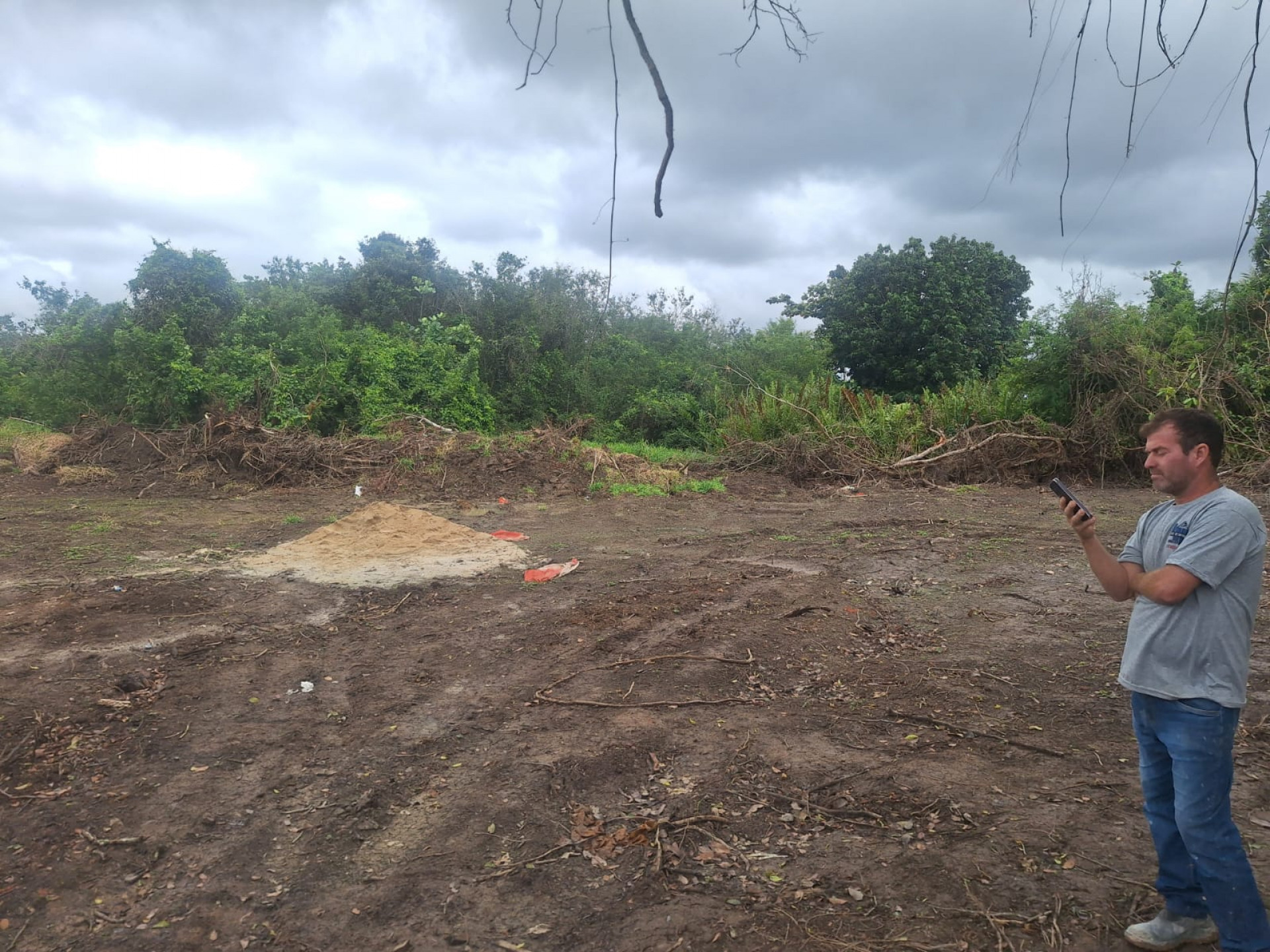 Desmatamento - Reprodução