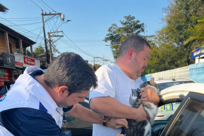 São Gonçalo realiza segunda etapa da vacinação antirrábica no próximo sábado