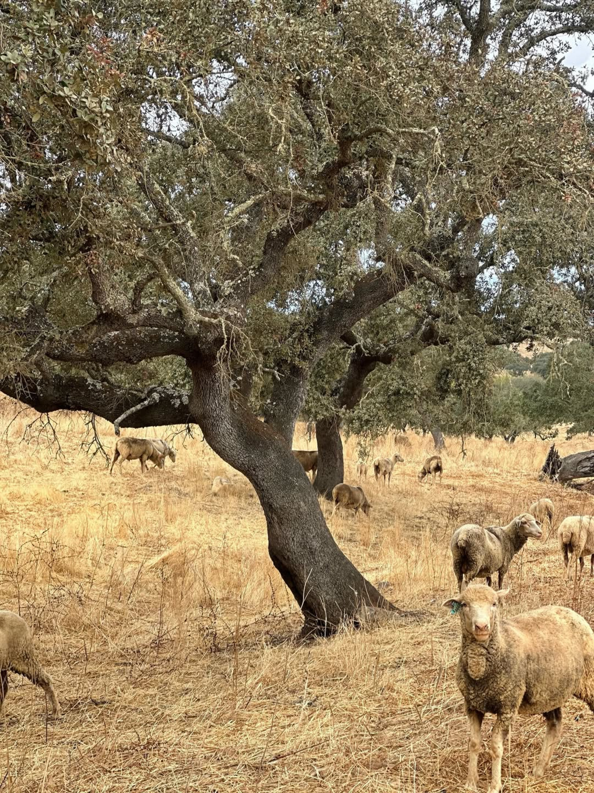 Debora Bloch divulgou cliques das férias em país europeu  - Reprodução/Instagram 