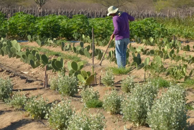 CMN simplifica crédito rural a populações tradicionais e extrativistas