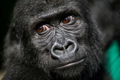 Sem poder determinar sua origem, Turquia fica com bebê gorila achado em aeroporto