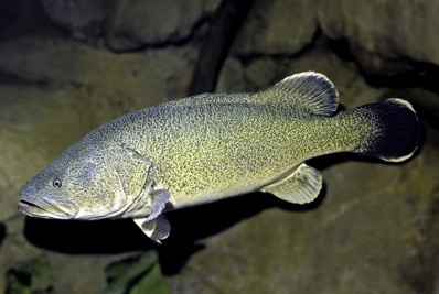 Bacalhau australiano bate recorde ao nadar 860 quilômetros; entenda