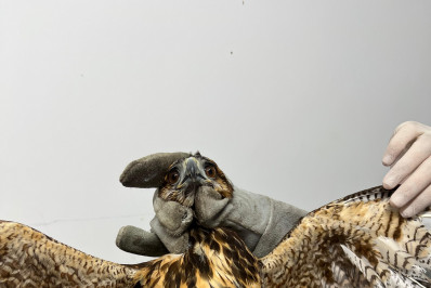 ASAS realiza soltura de gavião em seu habitat natural