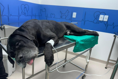 Cachorro baleado durante megaoperação na Penha recebe alta após cirurgia