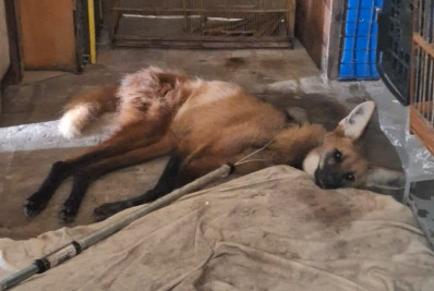 Grupamento Ambiental resgata lobo-guará ferido em Quatis