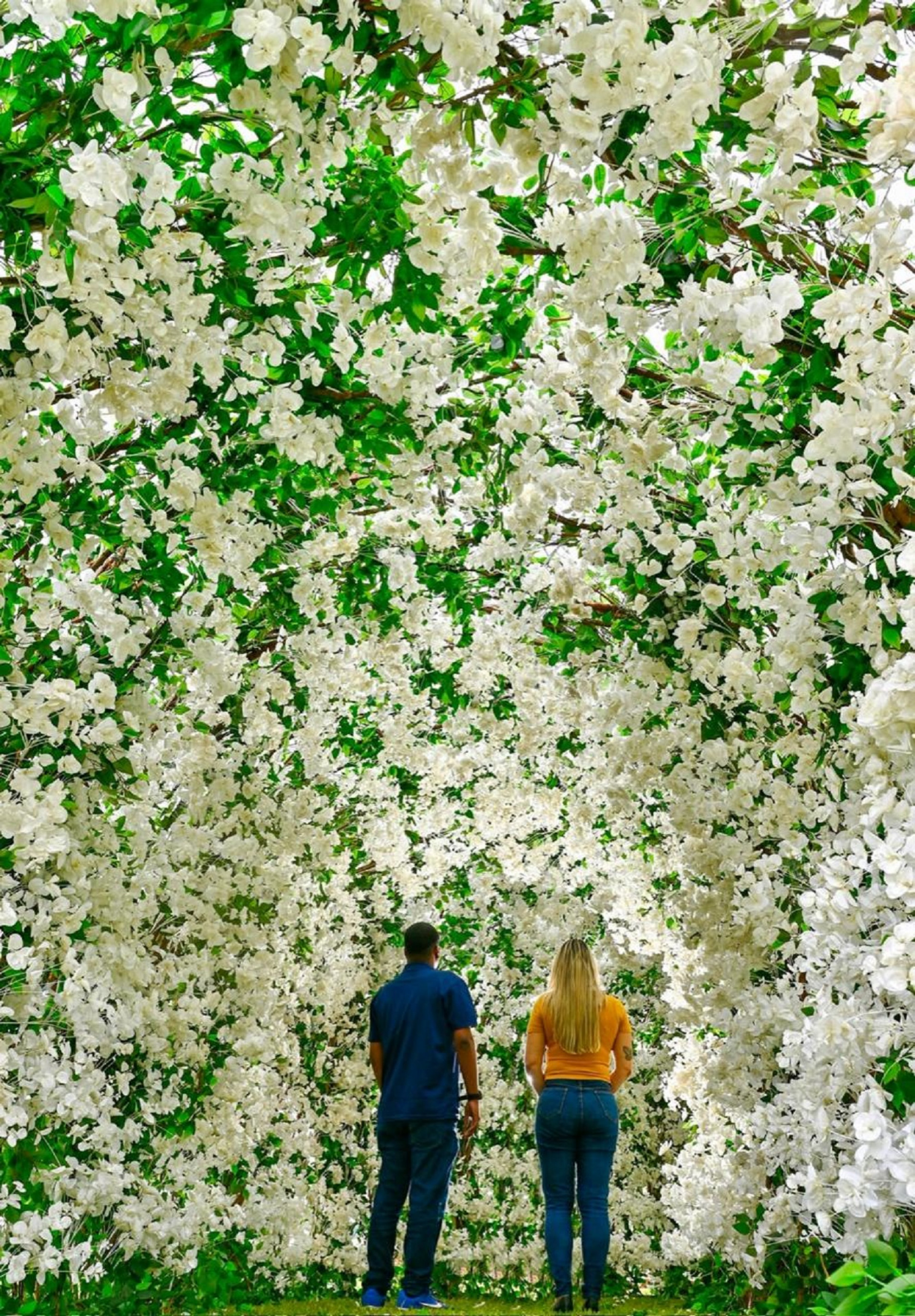  Jardim da Saudade celebra Finados com 100 mil flores brancas pela paz - Divulgação