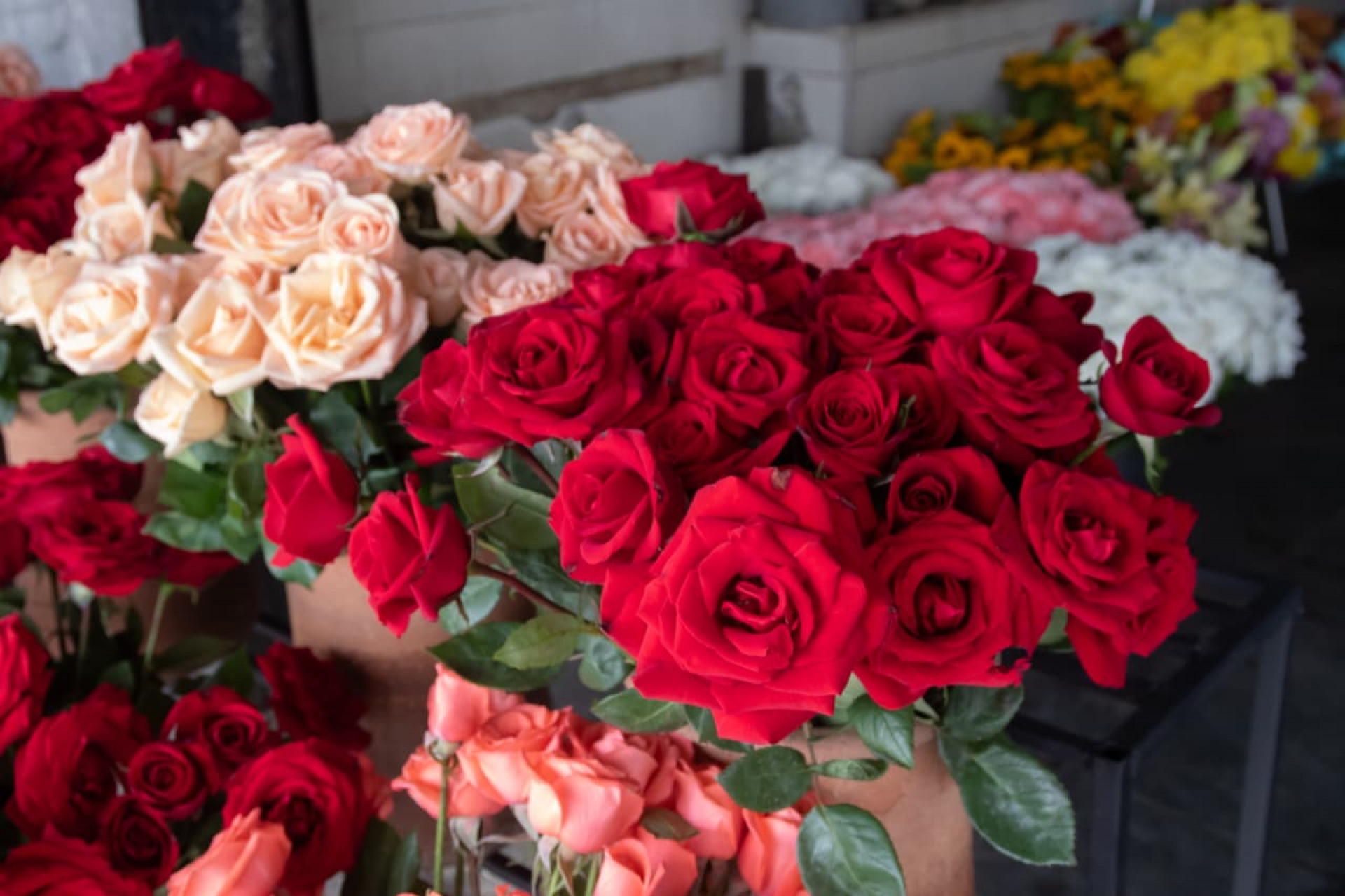 Flores à venda para o Dia de Finados - Érica Martin / Agência O Dia