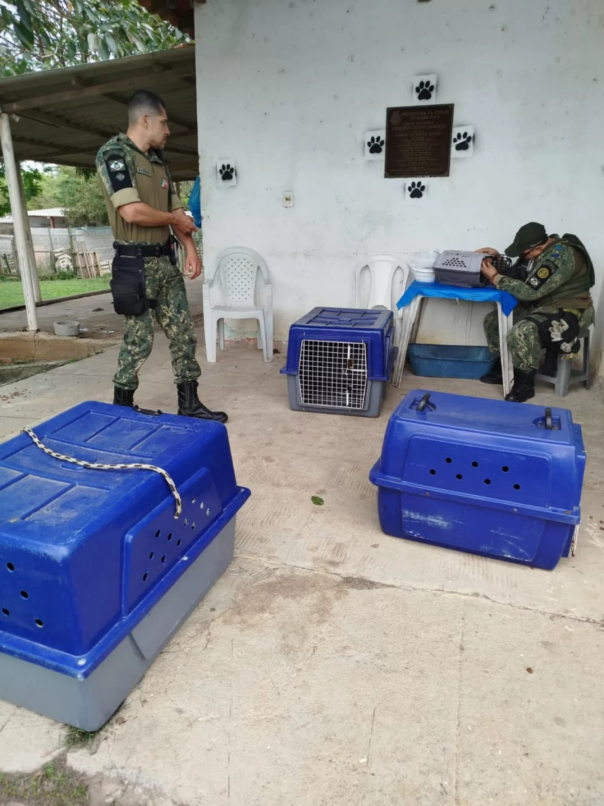 Guarda Marítima e Ambiental resgata 11 cães