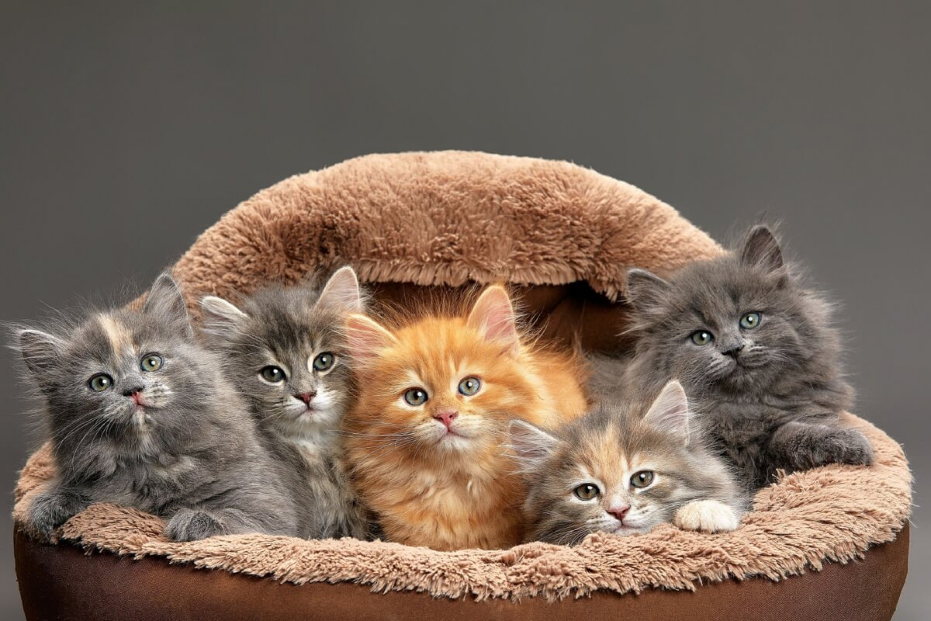 Além de influenciar a aparência, as cores dos gatos também estão ligadas à saúde, ao comportamento e à herança genética (Imagem: Gerain0812 | Shutterstock)