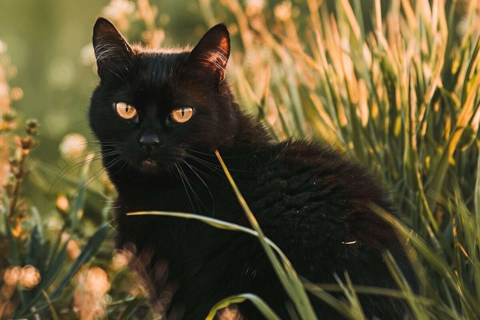 Os gatos pretos também são amorosos e dóceis (Imagem: alexgo.photography | Shutterstock)