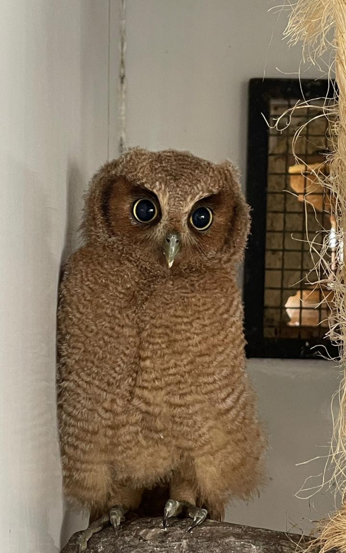 Urgente! São Gonçalo Acolhe Centenas de Animais Silvestres em Meio à Crise Ambiental