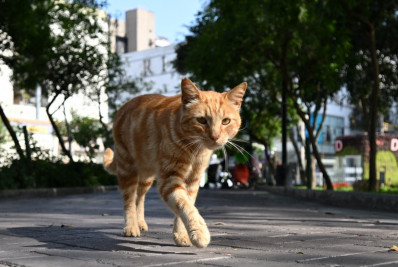 Mulher é condenada em R$ 7 mil por 'visitas' de gato ao vizinho