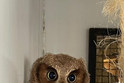 São Gonçalo registra 491 acolhimentos de animais silvestres em outubro