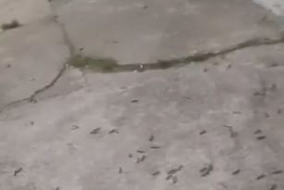 Guerra entre criminosos deixa homem ferido na comunidade da Carobinha, na Zona Oeste