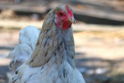 China suspende proibição de compra de carne de frango do Brasil