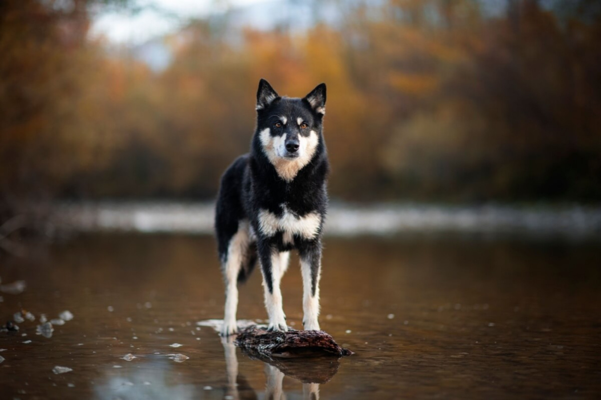 O pastor finlandês da lapônia é um cachorro inteligente e ativo (Imagem: Enna8982 | Shutterstock)