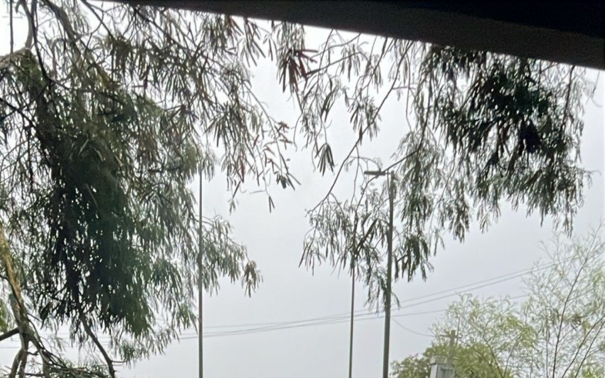 Entrada do terminal do BRT Alvorada ficou interditada por conta da queda de galhos de árvore na via