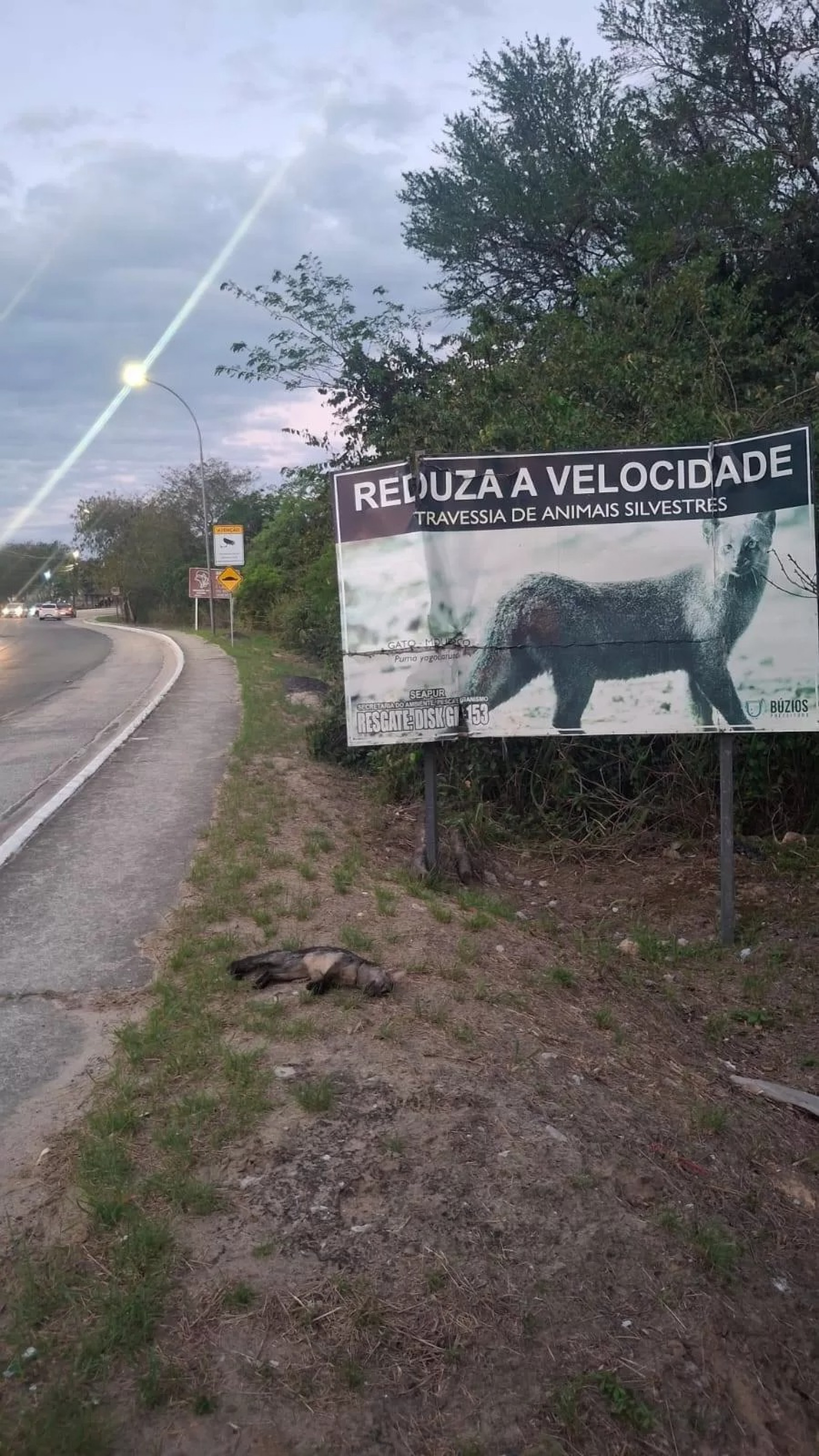 Filhote de cachorro-do-mato é encontrado morto - Búzios Notícias