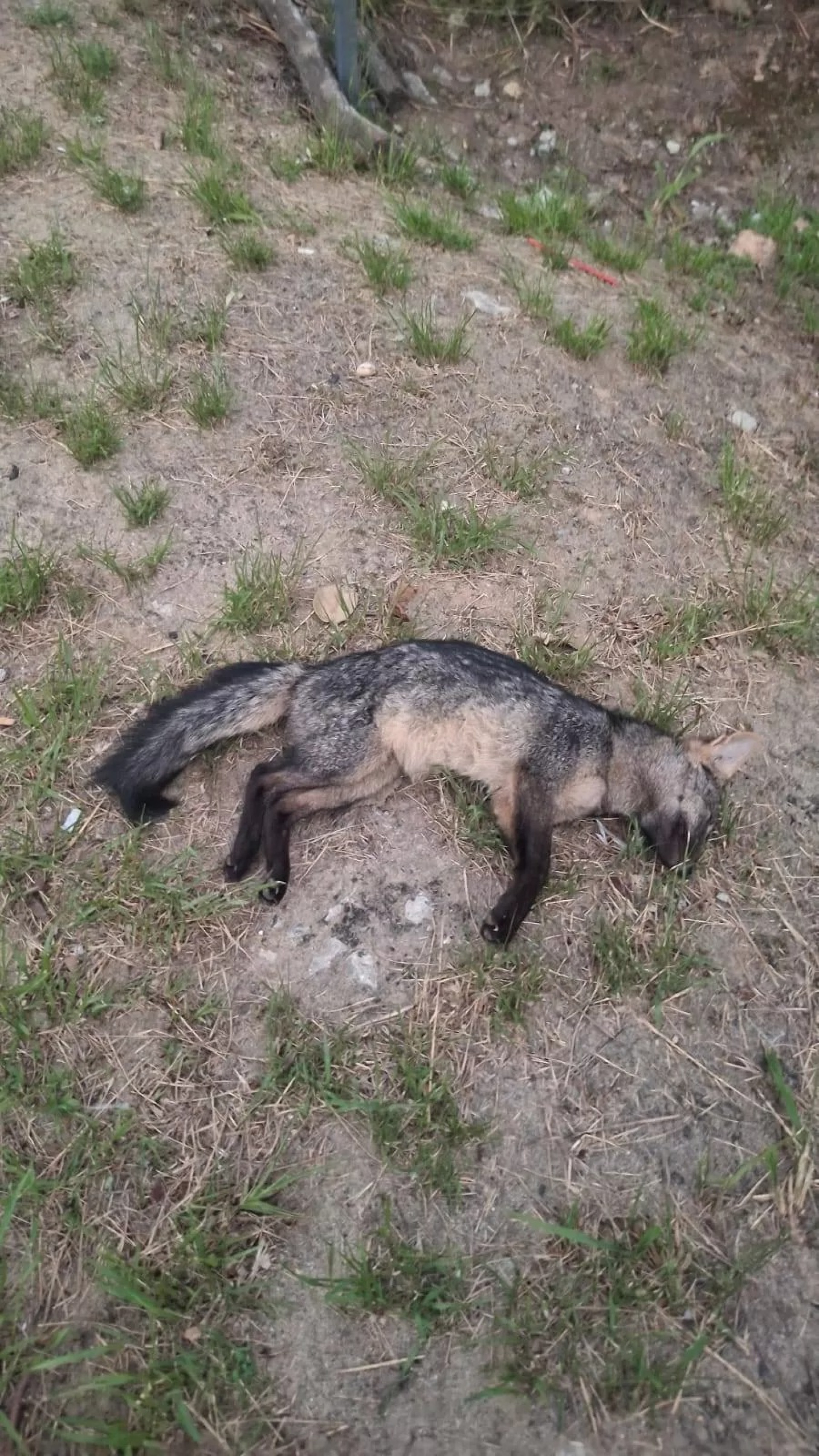 Filhote de cachorro-do-mato é encontrado morto - Búzios Notícias