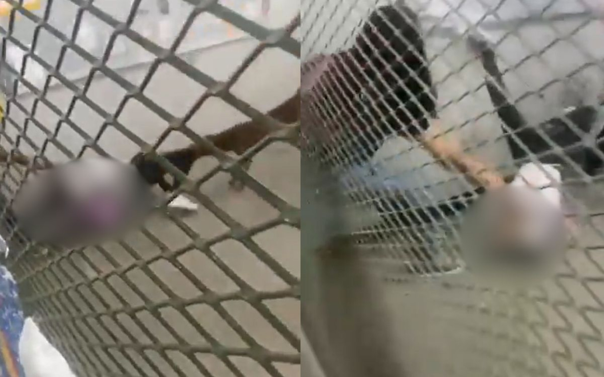 Pitbull ficou agarrado à perna de uma aluna do Ciep 210, em Belford Roxo - Reprodução / Redes Sociais