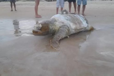 Tartaruga marinha é encontrada morta na Praia do Peró, em Cabo Frio