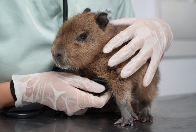 Filhote de capivara é acolhido pela equipe da ASAS