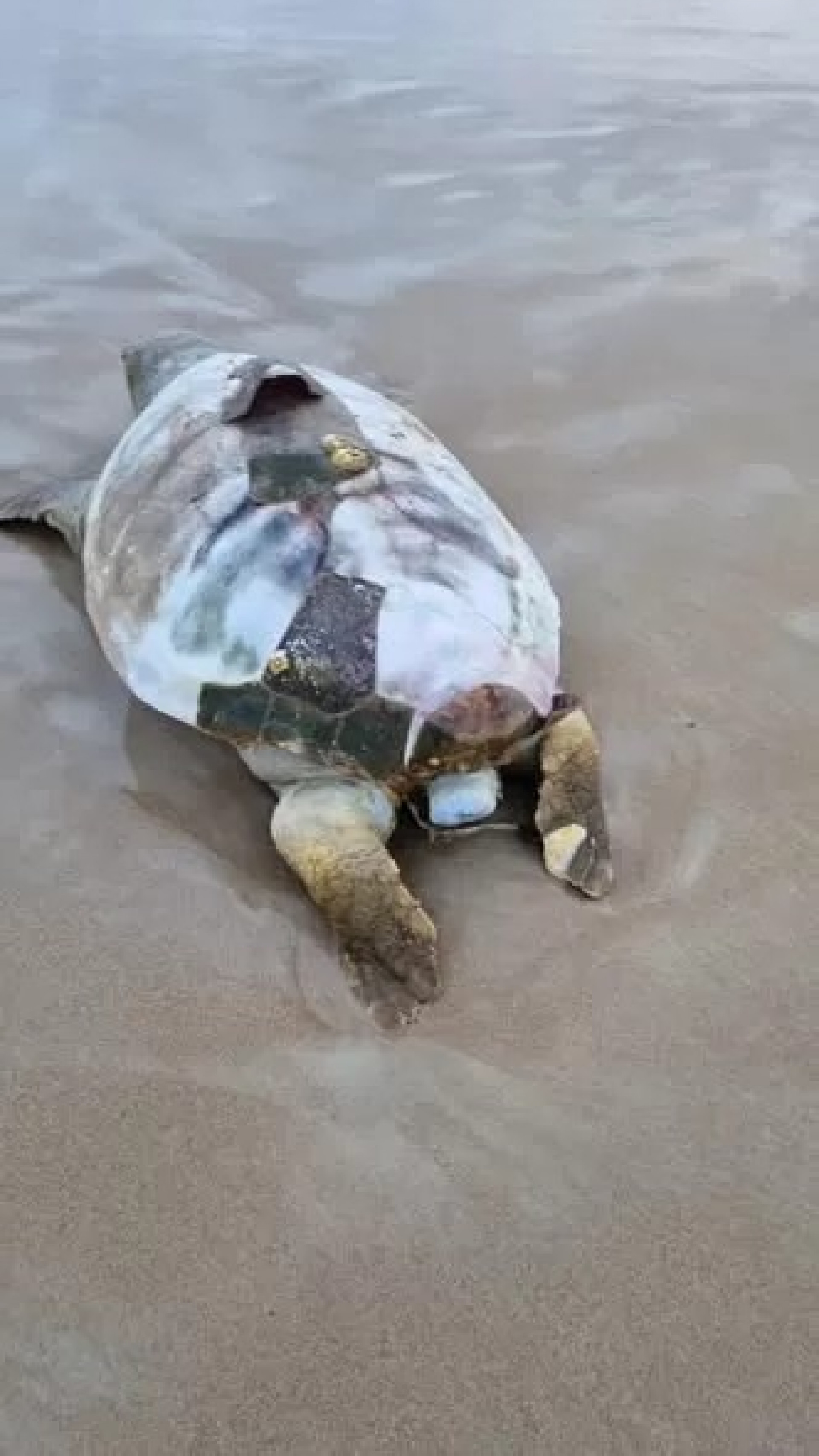 Tartaruga marinha &eacute; encontrada morta - Reprodu&ccedil;&atilde;o