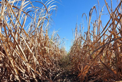 Enquanto o mundo debate o clima, o Norte/Noroeste Fluminense pede socorro