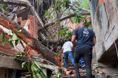 Árvore gigante cai e atinge 11 casas no Morro dos Macacos
