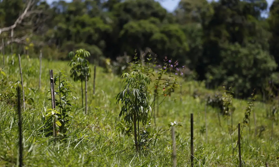 Revisão do IBGE: Mata Atlântica perde 1% de área e Cerrado ganha 1,8%