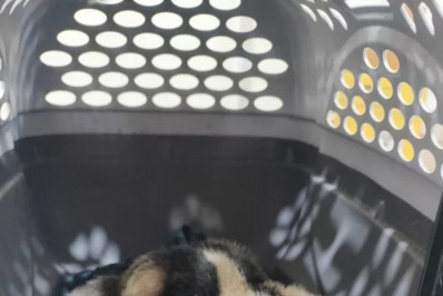 Guarda Marítima e Ambiental de Cabo Frio resgata bicho-preguiça e filhote de tamanduá em dois bairros da cidade