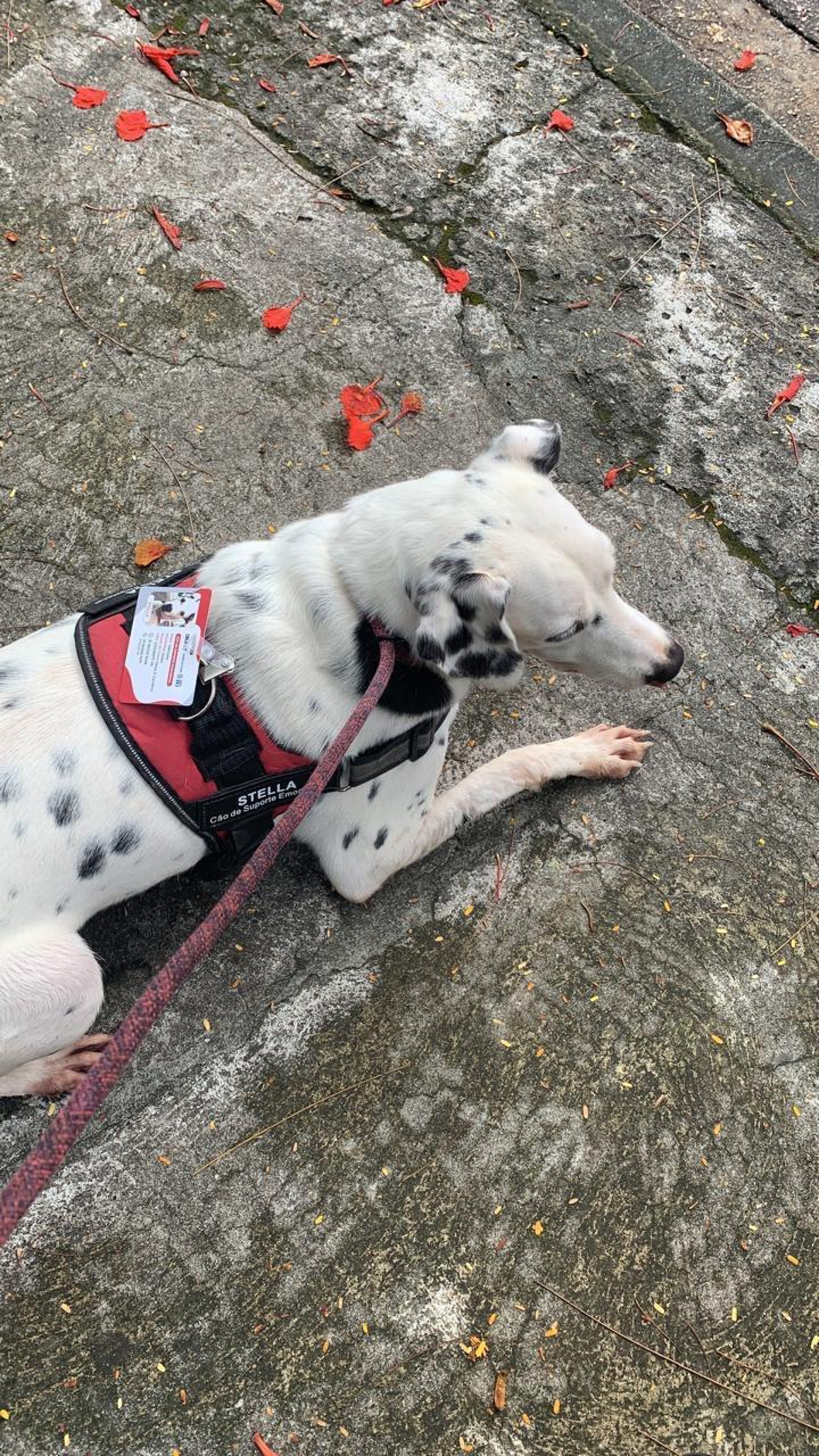 Inteligente e carinhosa: Stella chega a pegar bolsa de medicamentos 