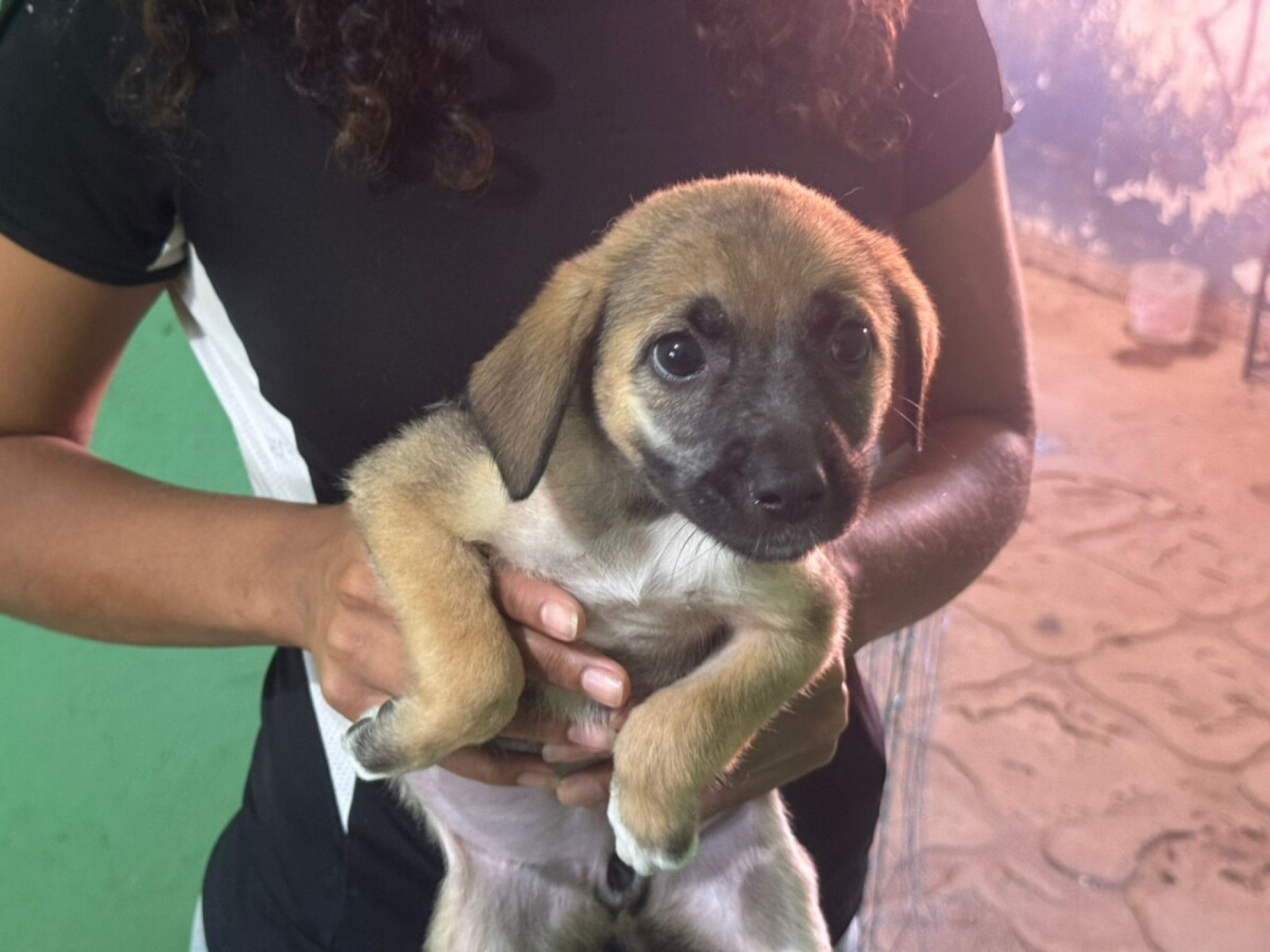 Feira de Adoção Animal  - Ascom