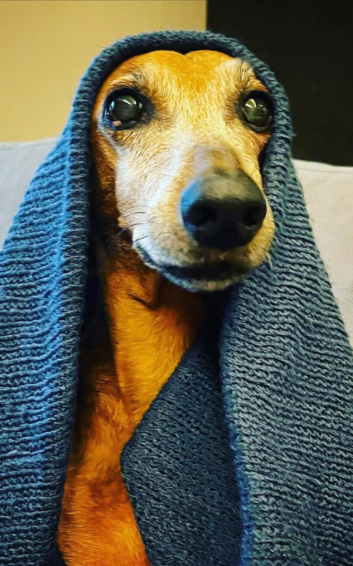 Xena já é uma cadela idosa. Ela foi agredida por um passeador de cães, mas está bem e se recupera em casa - Rede Social